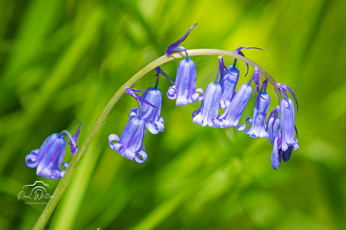 Tintern Bluebells